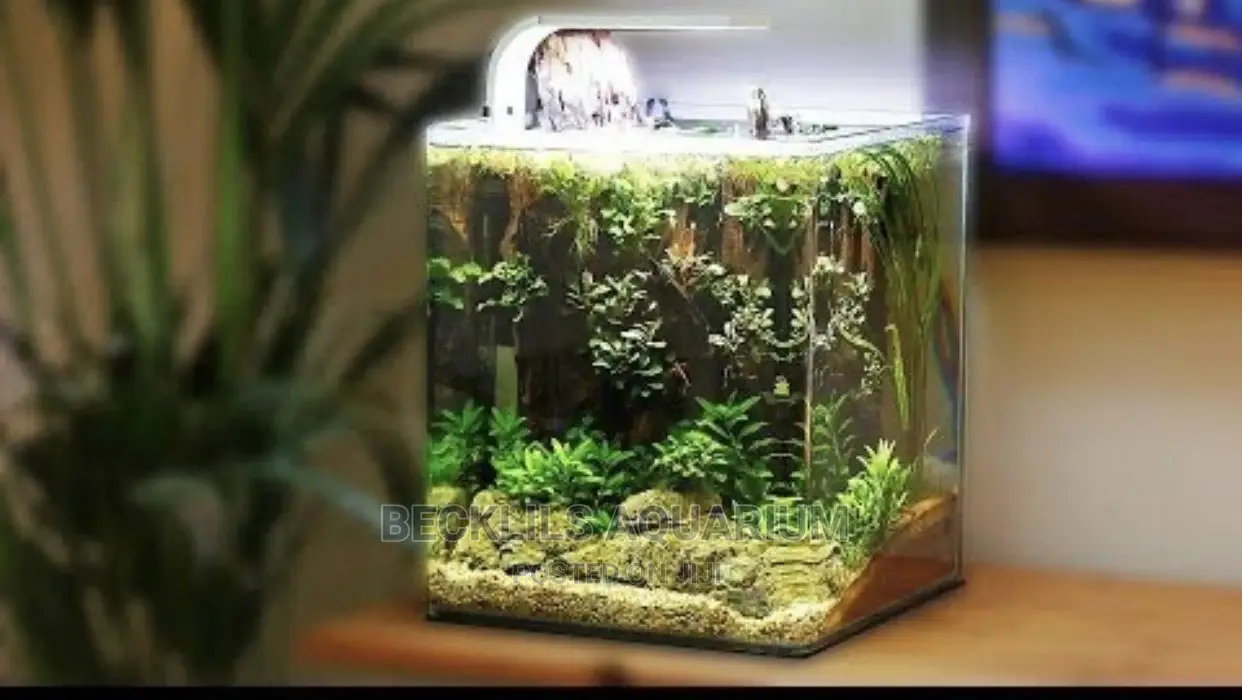 Package Aquariums in Accra Metropolitan Fish, Becca Bruce