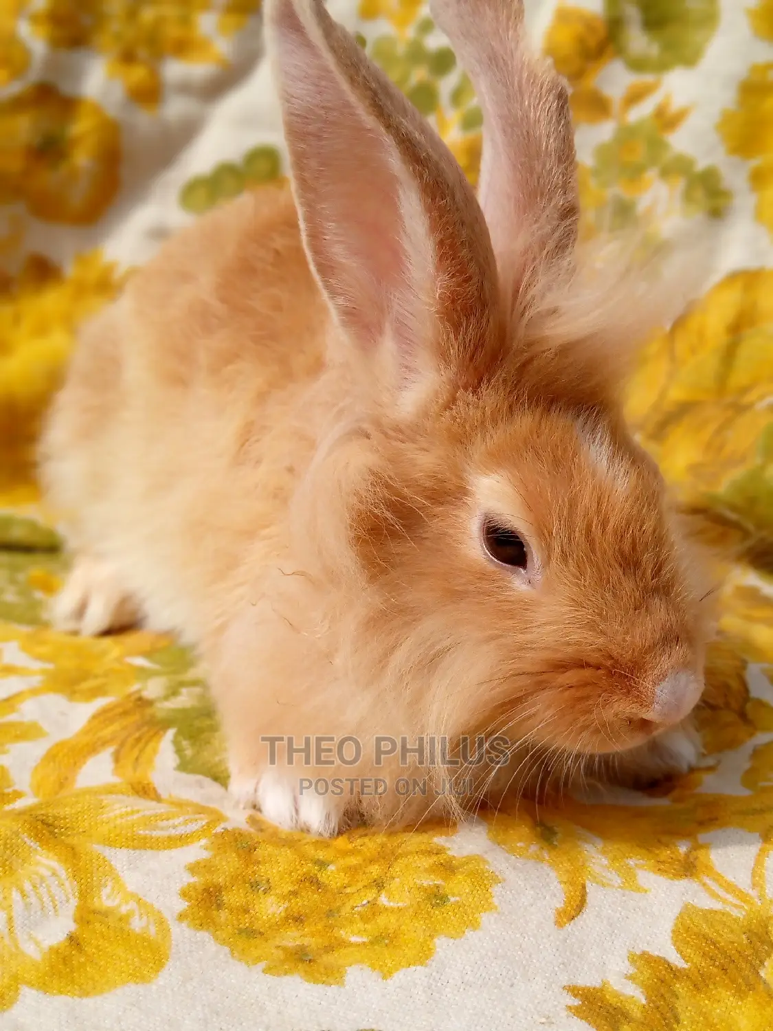 Rabbits for Sale in Kasoa Farm Animals, Theo Philus