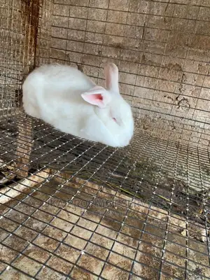 Rabbits in Ghana for sale Prices on Jiji.com.gh