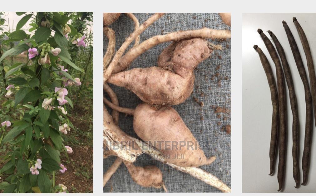African Yam Beans(Sphenostylis Stenocarpa) in Kumasi Metropolitan Feeds, Supplements & Seeds