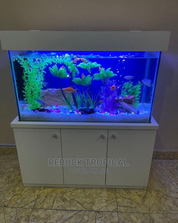 House of Aquarium in Accra Metropolitan Fish, Rebuck Tropical