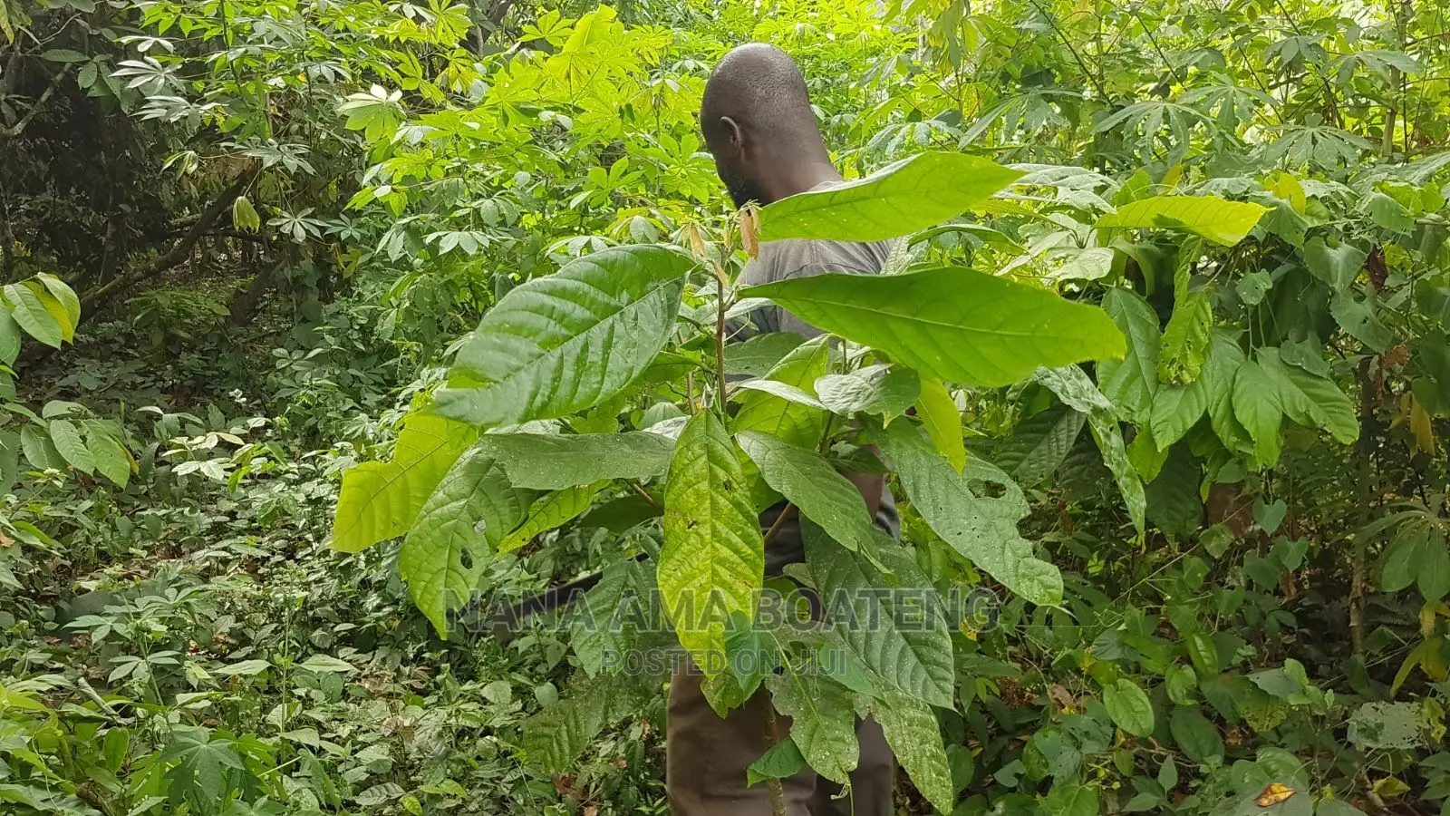 Farm Land at Nkawkaw in Kwahu West Land & Plots for Sale, Nana Ama Boateng