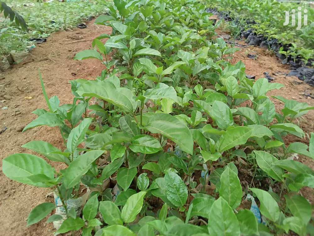 Passion Fruit Seedlings For Sale in Ahafo Ano South Feeds