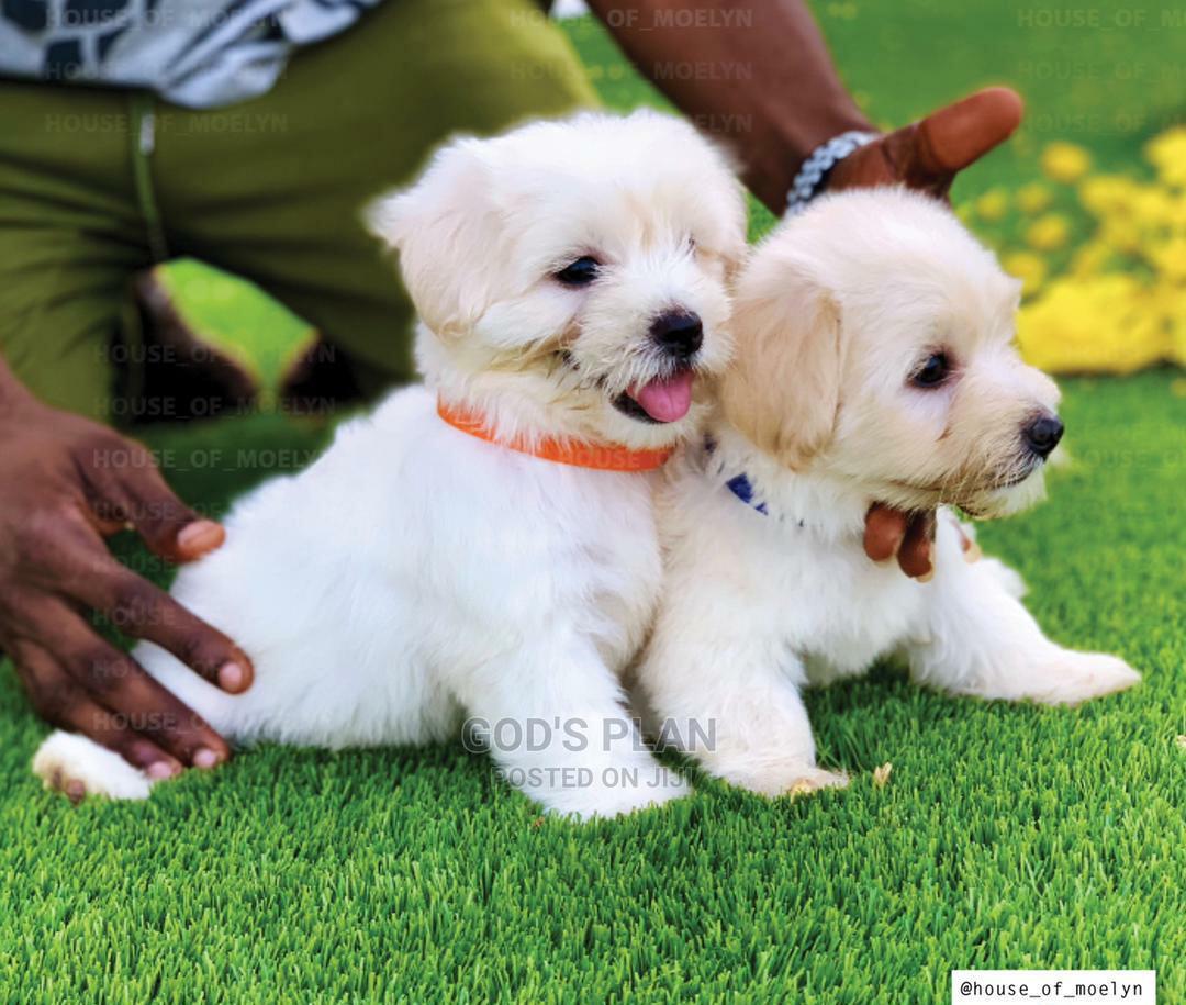 13 Months Female Purebred Maltese in Kumasi Metropolitan Dogs & Puppies, Yaw Frimpong Jiji