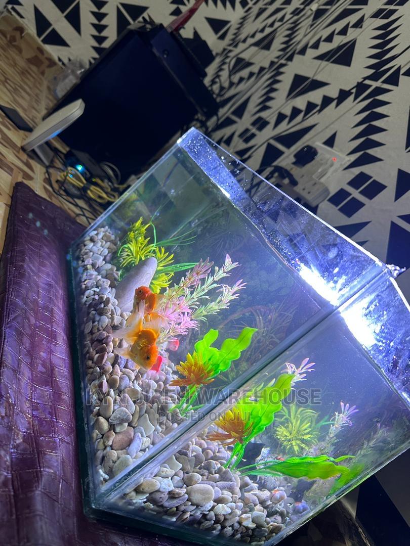 Tabletop Aquarium With 5 Fishes in Spintex Fish, Kyn Jerieh Aquariums
