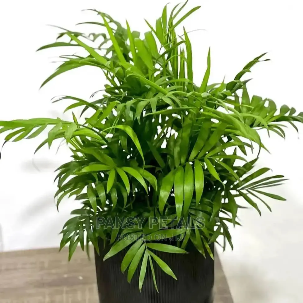 Variety of Indoor Plants for Sale in Dworwulu Garden Supplies, Pansy