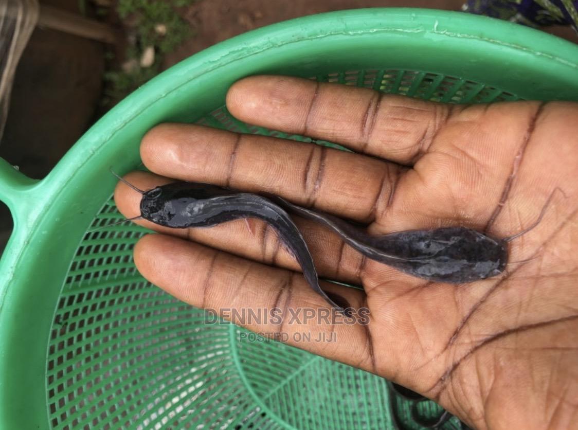 Hybrid Catfish Fingerlings (Jumbo Size) in Kumasi Metropolitan Fish