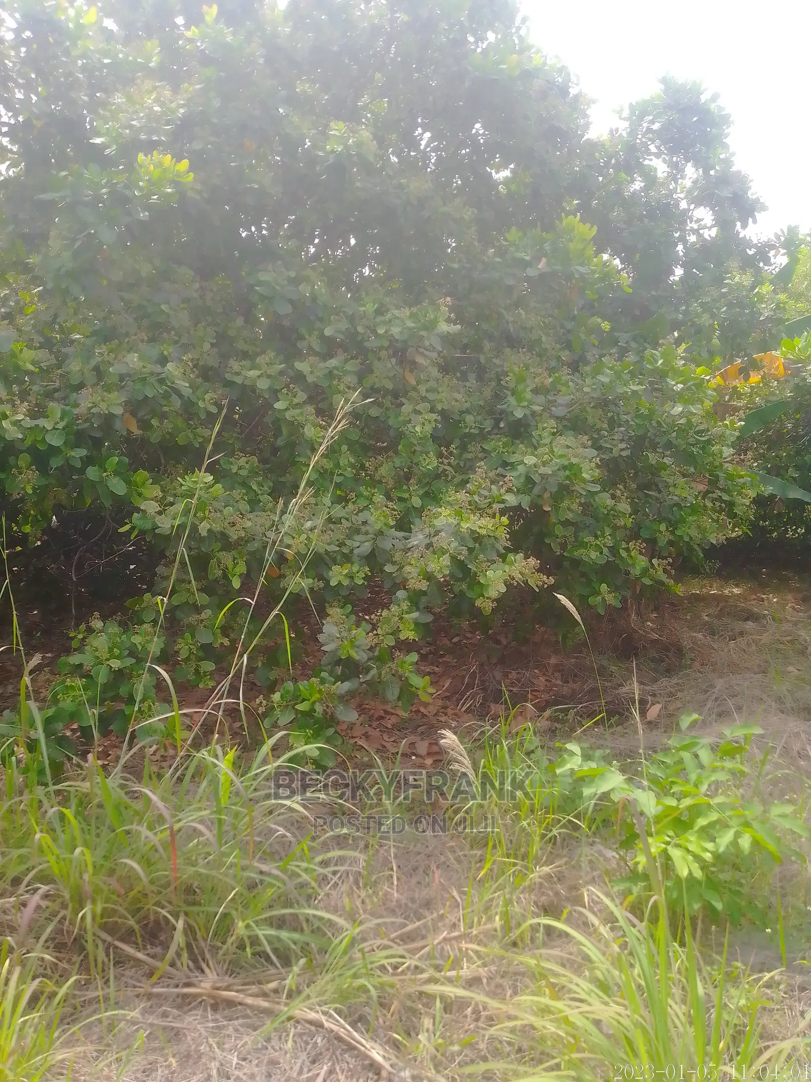 20 Acre Farm Land for Sale in Tain Land & Plots for Sale, Boakye