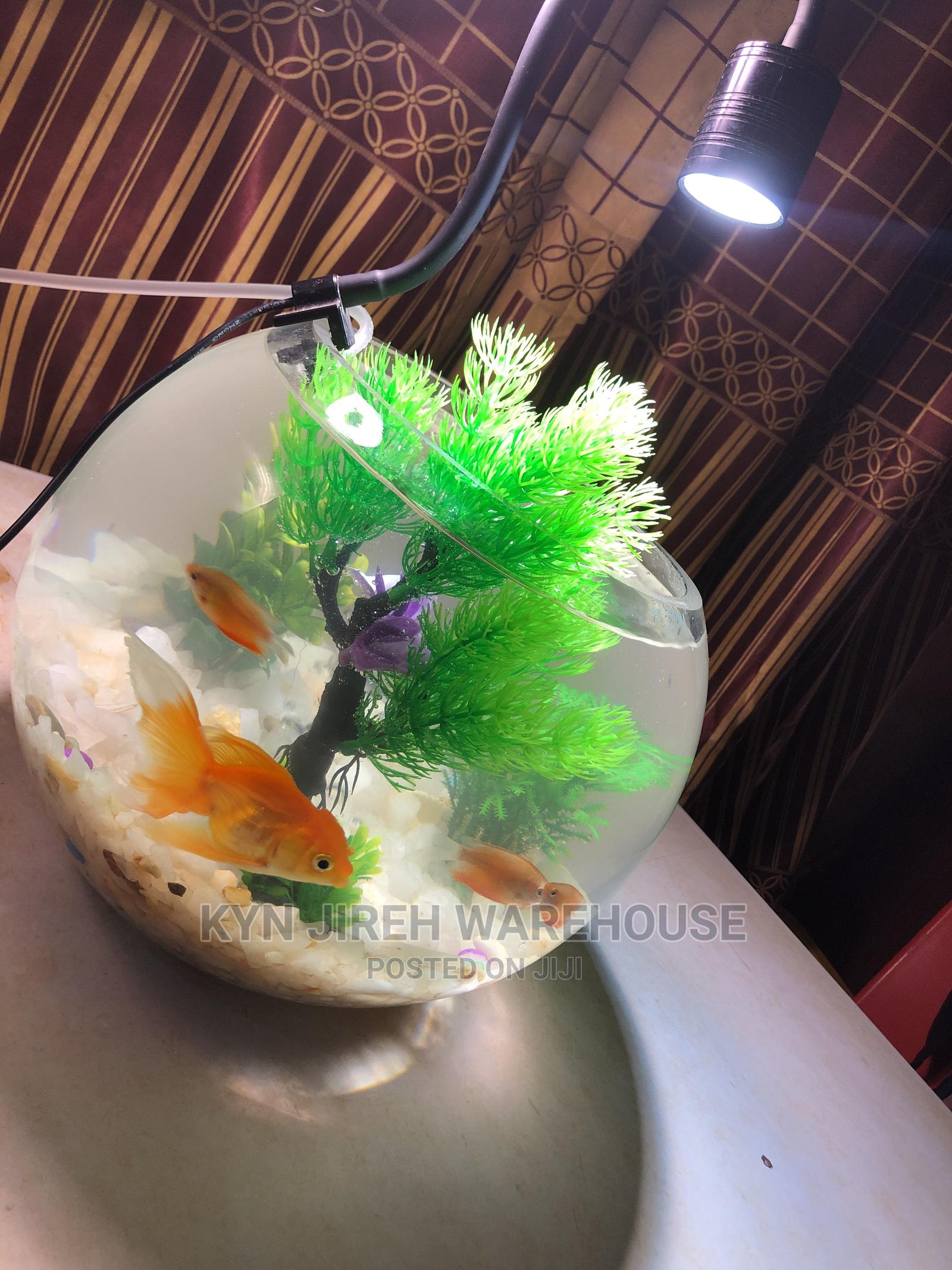Fish Bowl Aquarium With 3 Fishes in Spintex Fish, Kyn Jerieh