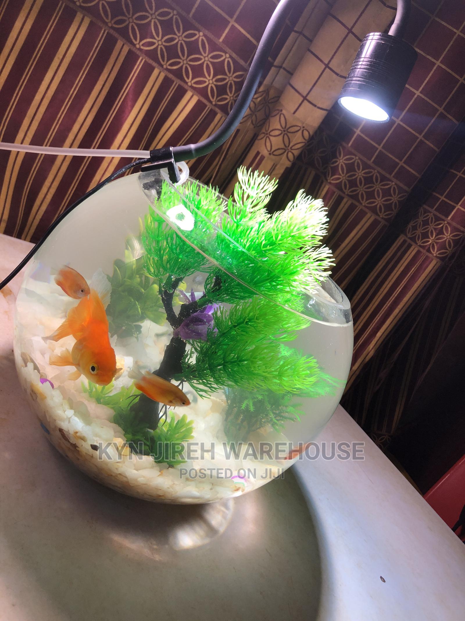 Fish Bowl Aquarium With 3 Fishes in Spintex Fish, Kyn Jerieh