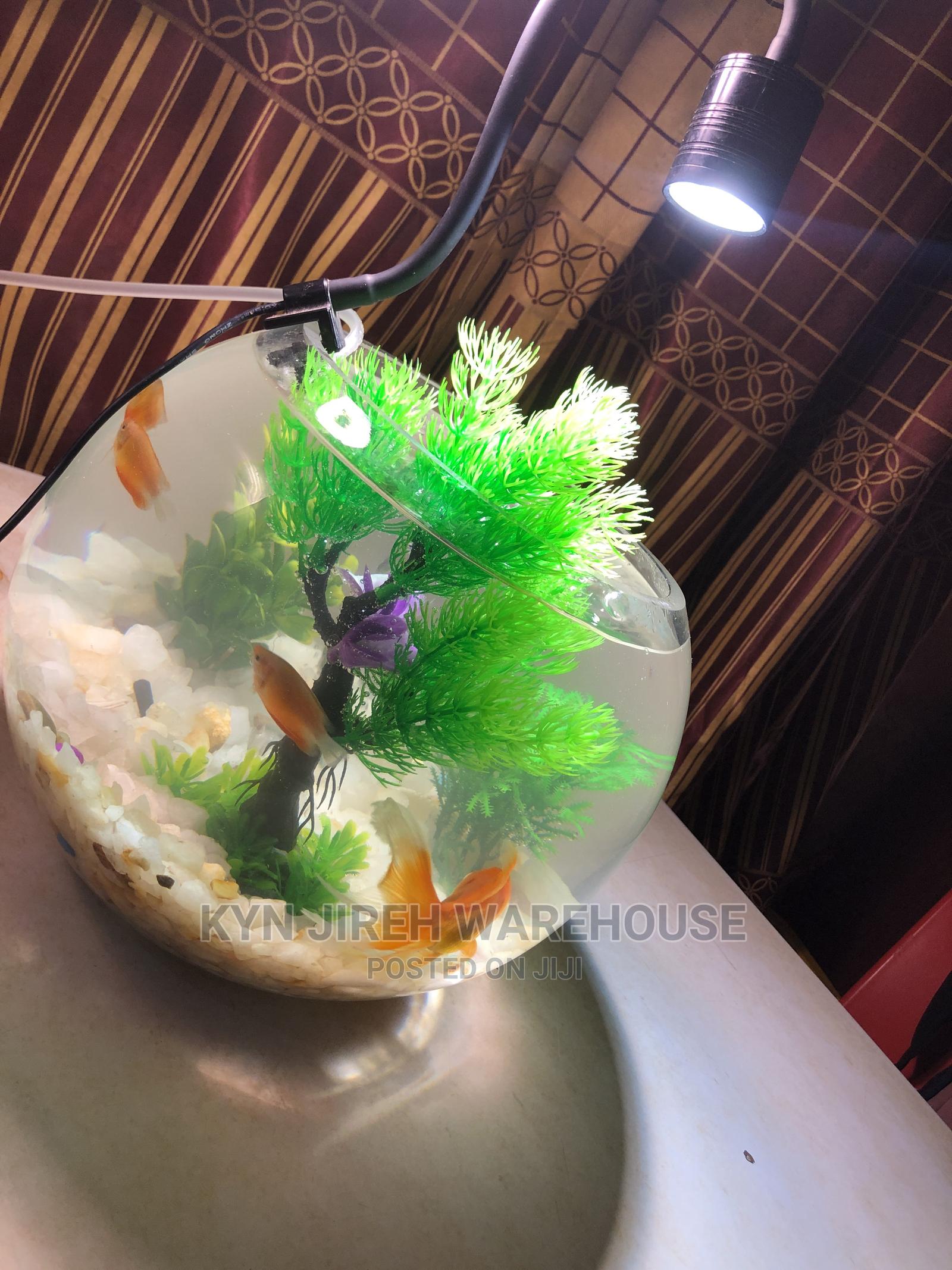 Fish Bowl Aquarium With 3 Fishes in Spintex Fish, Kyn Jerieh