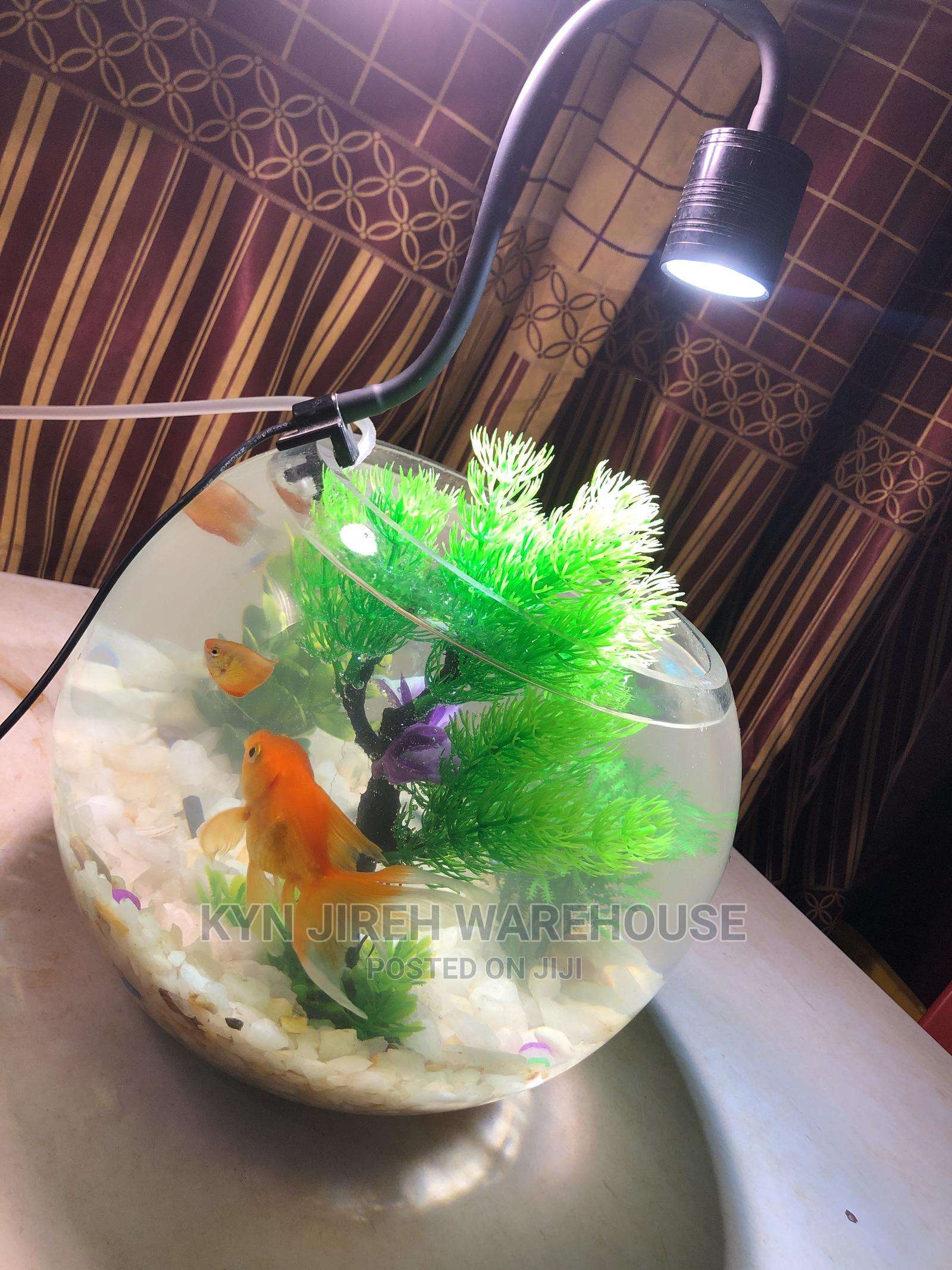 Fish Bowl Aquarium With 3 Fishes in Spintex Fish, Kyn Jerieh