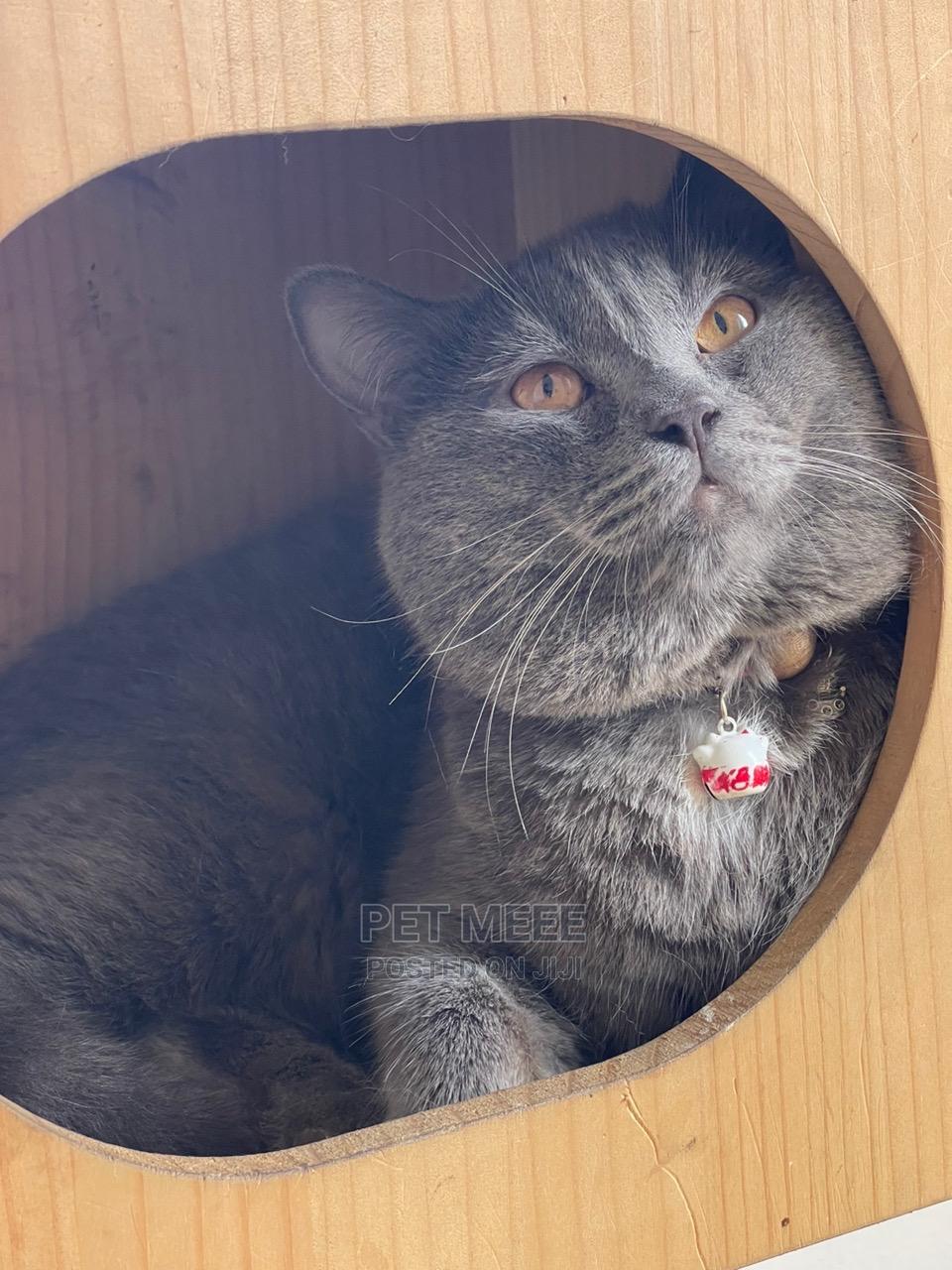 612 Months Male Purebred British Shorthair in Accra Metropolitan