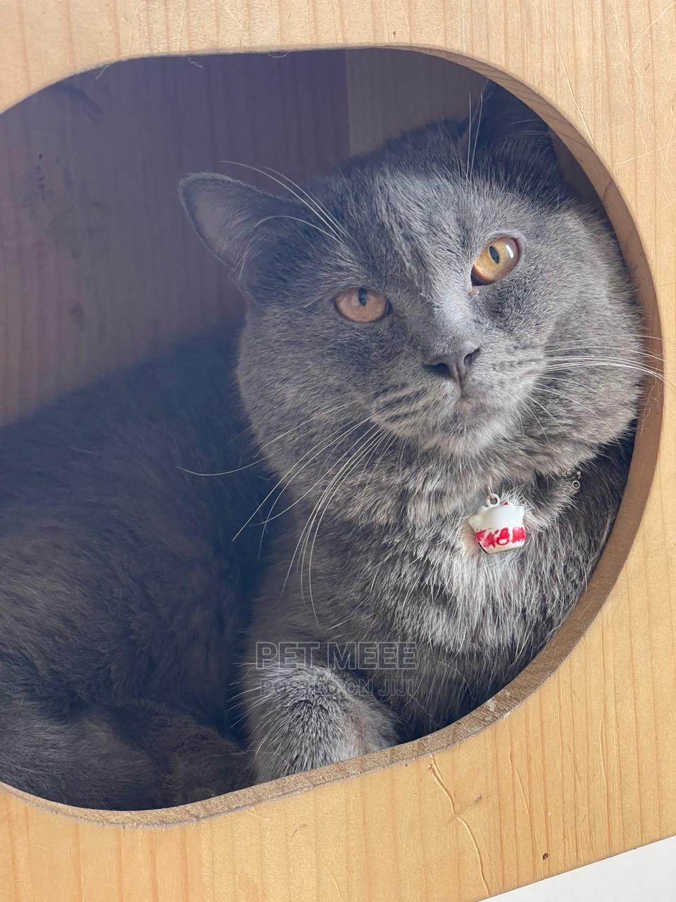 612 Months Male Purebred British Shorthair in Accra Metropolitan