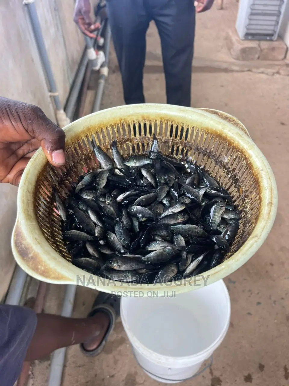 Tilapia Fingerlings in South Tongu Fish, Nana Aba Aggrey