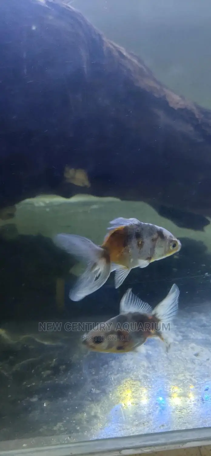 Kalico Fish in East Legon Fish, New Century Aquarium