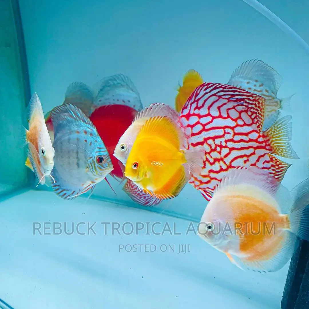 Big Discuss Fish in Accra Metropolitan Fish, Rebuck Tropical Aquarium