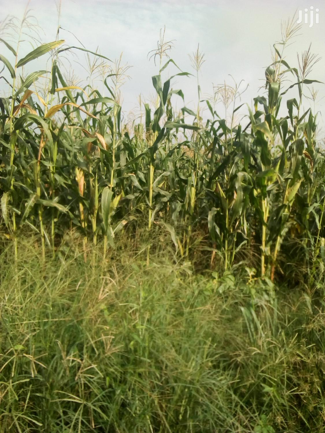 7000 Acres of Farm Land for Sale in East Akim Municipal Land & Plots